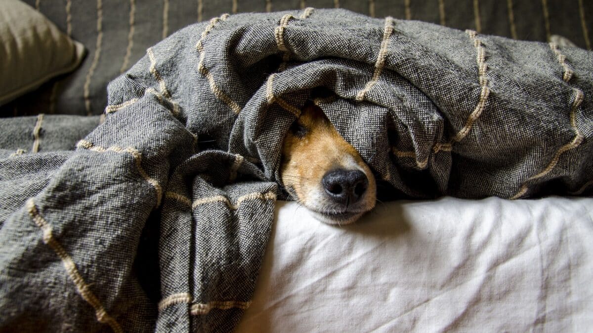 como cuidar las mascotas cuando no estamos en casa