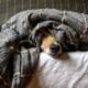 como cuidar las mascotas cuando no estamos en casa
