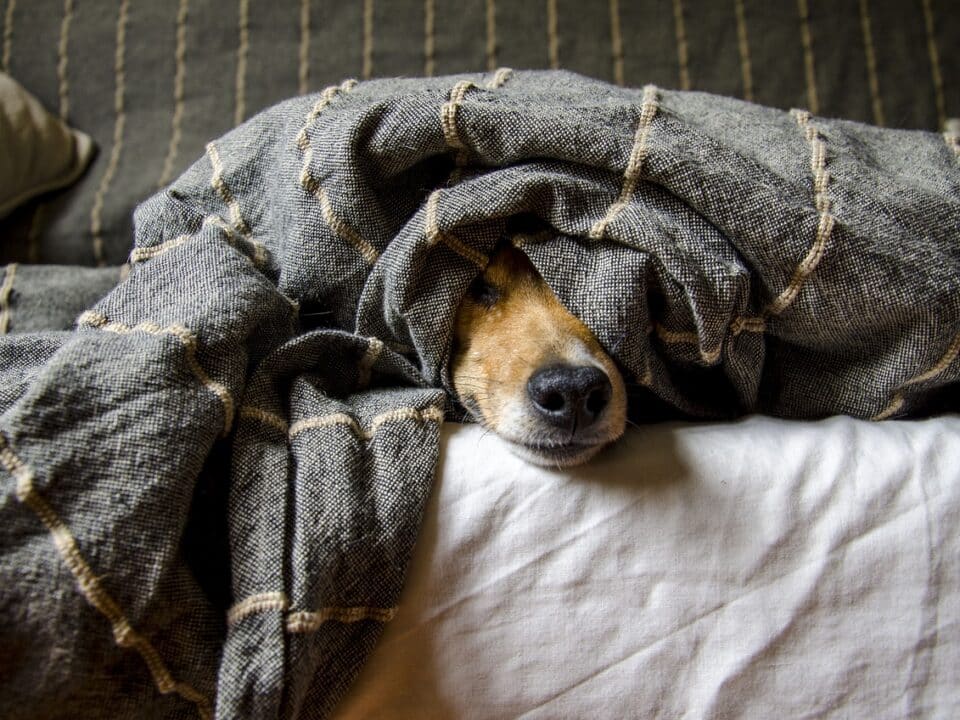 como cuidar las mascotas cuando no estamos en casa